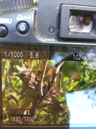 iNaturalist observation photo of Song Sparrow