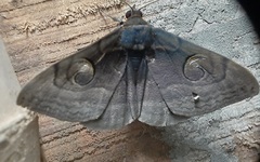 Spirama