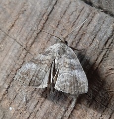 Lepidoptera