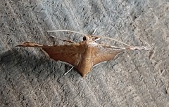 Lepidoptera