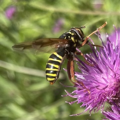 Spilomyia diophthalma