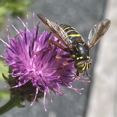 Spilomyia diophthalma