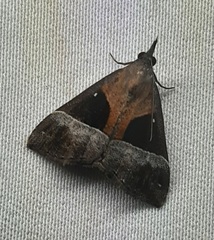 Lepidoptera
