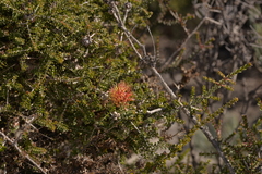 Melaleuca variegata