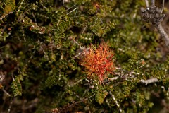 Melaleuca variegata