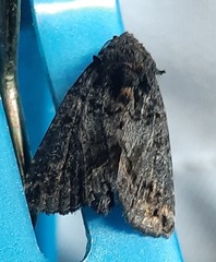 Lepidoptera