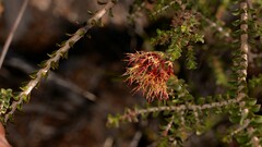 Melaleuca variegata