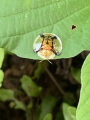 Aspidimorpha malaccana