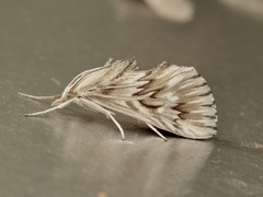 Cynaeda dentalis