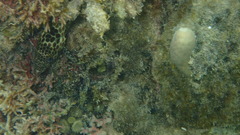 Epinephelus merra