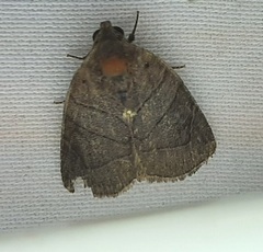 Lepidoptera