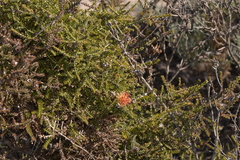 Melaleuca variegata