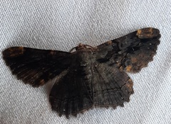 Lepidoptera