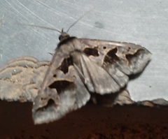 Tephriopis divulsa