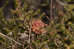 Melaleuca variegata