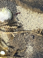 Vidalia colensoi