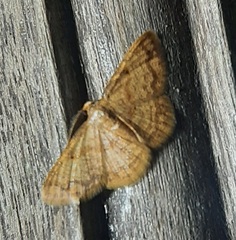 Lepidoptera