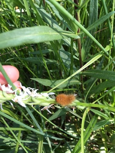 iNaturalist observation photo of Tiger Moths