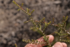 Melaleuca variegata