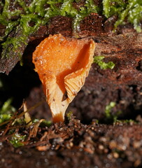 Panellus ligulatus