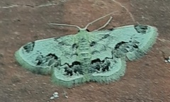 Lepidoptera