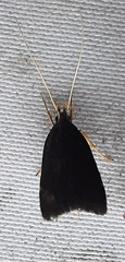 Lepidoptera