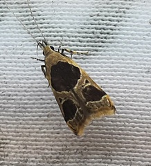 Lepidoptera