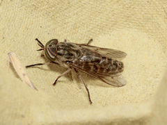 Tabanus glaucopis