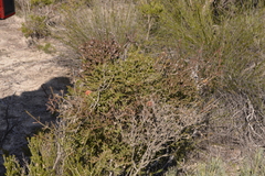 Melaleuca variegata