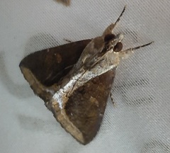 Lepidoptera