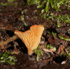 Panellus ligulatus