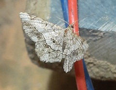 Lepidoptera