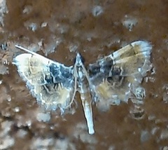 Thysanoidma octalis