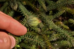 Darwinia neildiana