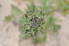 Lyperia