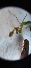 Lepidoptera