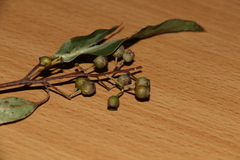 Corymbia trachyphloia