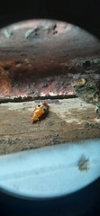 Lebidia bimaculata
