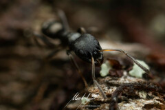 Ochetellus punctatissimus