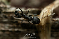 Ochetellus punctatissimus