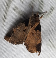 Lepidoptera