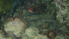 Sargocentron diadema