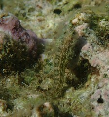 Salarias alboguttatus