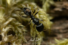 Ochetellus punctatissimus