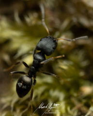 Ochetellus punctatissimus