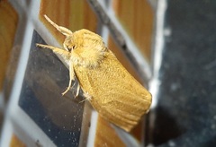 Lepidoptera