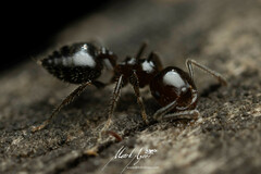 Crematogaster laeviceps