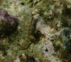 Salarias alboguttatus