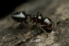 Crematogaster laeviceps