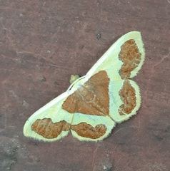 Plutodes transmutata